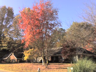 [The front yard of a house with a large tree in the middle of the yard. The tree has lost nearly half its leaves, but what remains are pinkish-red in color. There are quite a few of these colored leaves on the lawn.]